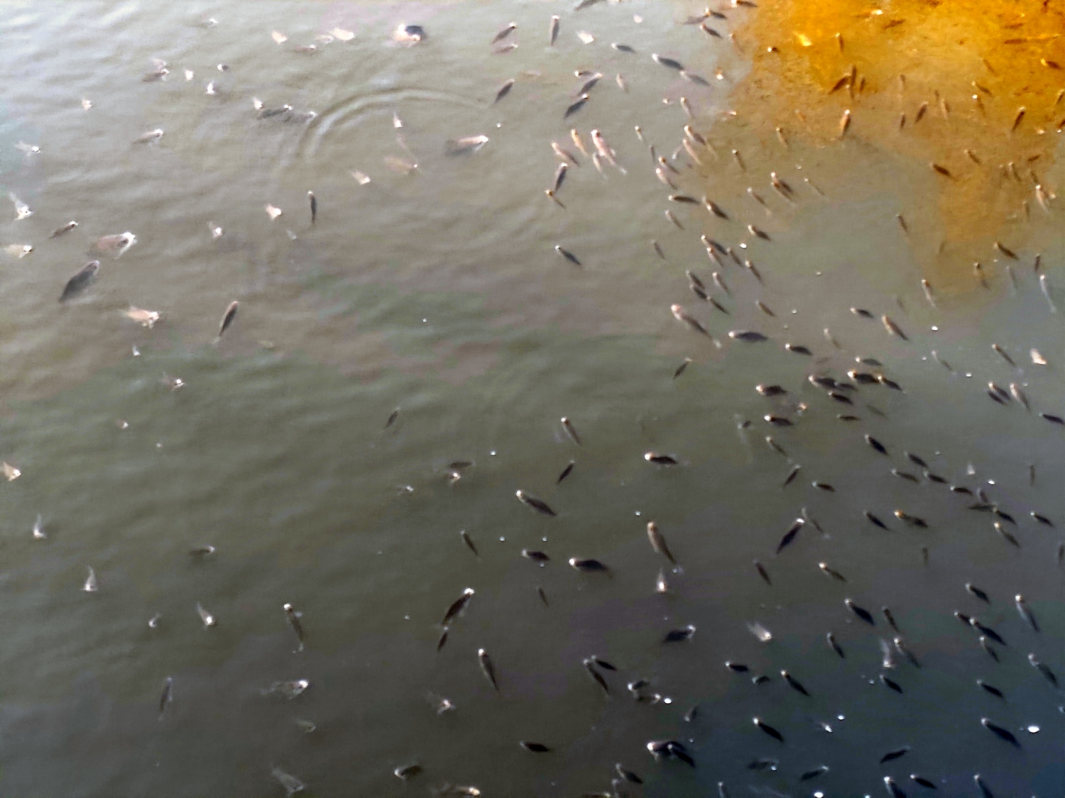 halpusztulas krivaja 2025 nov 13 1