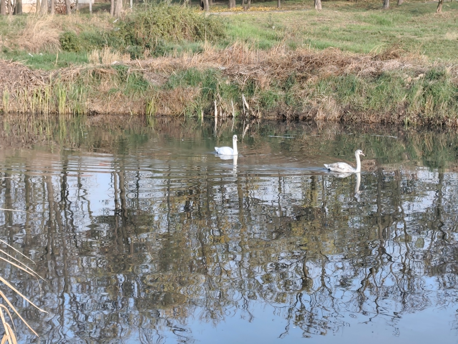 hatyk a szennyezett vizben 2025 nov 13