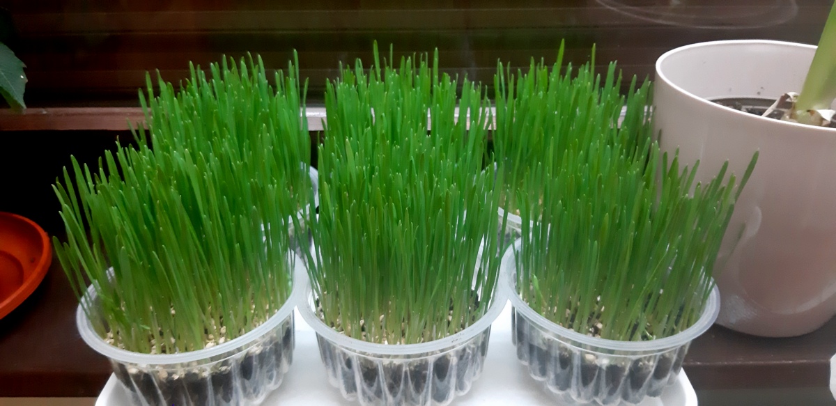 luca buza az ablakban