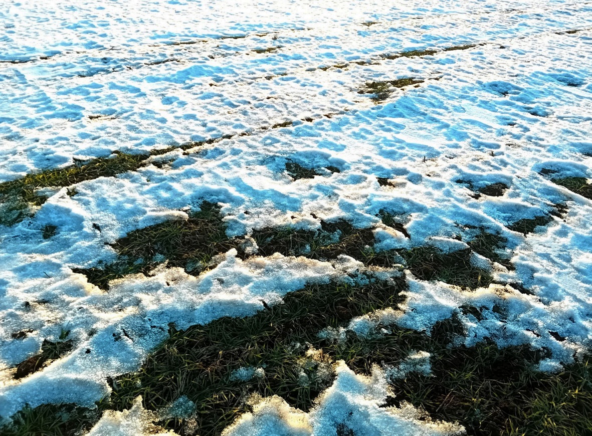 buza a hotakaro alatt 2025 jan 21