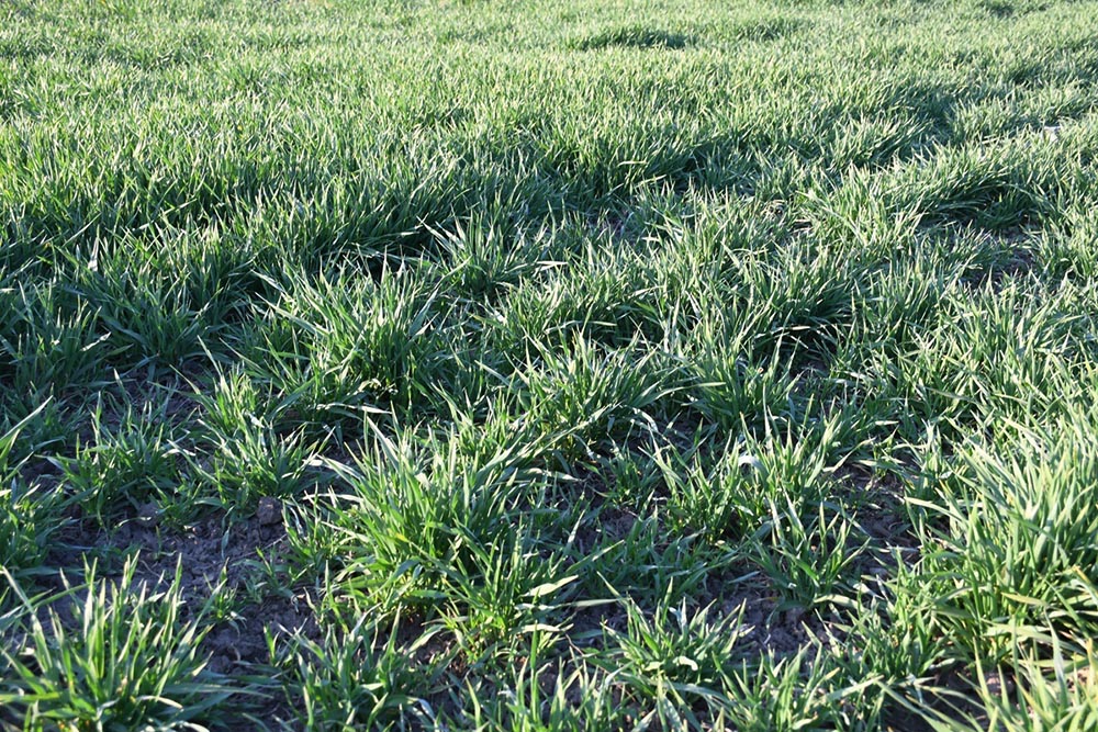 buza alapota 2026 apr 8